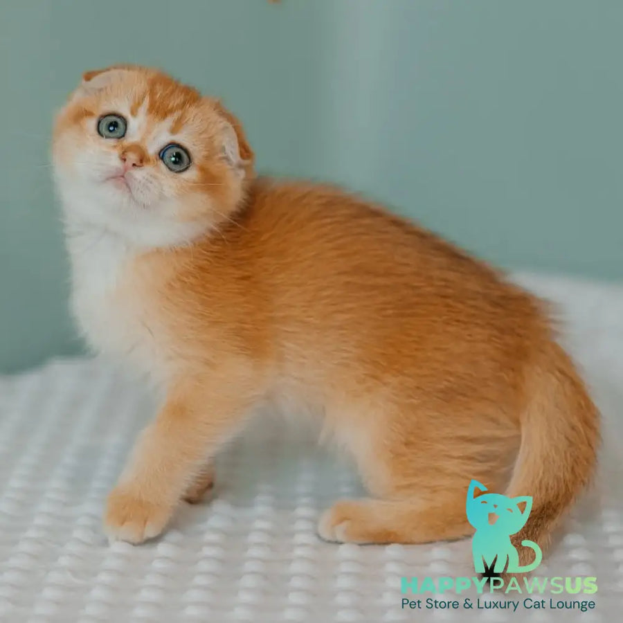 Diora Scottish Fold female black golden chinchilla - live animals