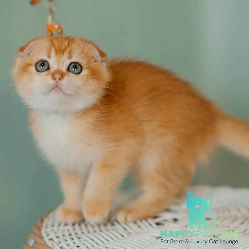 Diora Scottish Fold female black golden chinchilla - live animals