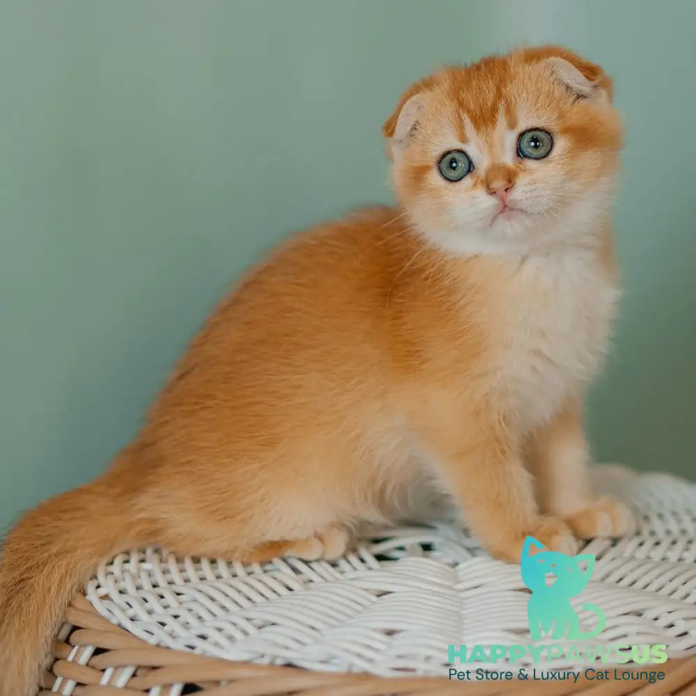 Diora Scottish Fold female black golden chinchilla - live animals