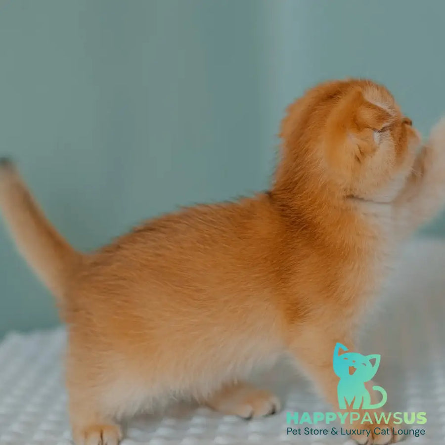 Diora Scottish Fold female black golden chinchilla - live animals