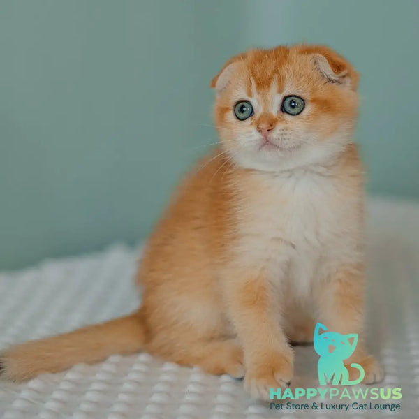 Diora Scottish Fold female black golden chinchilla - live animals