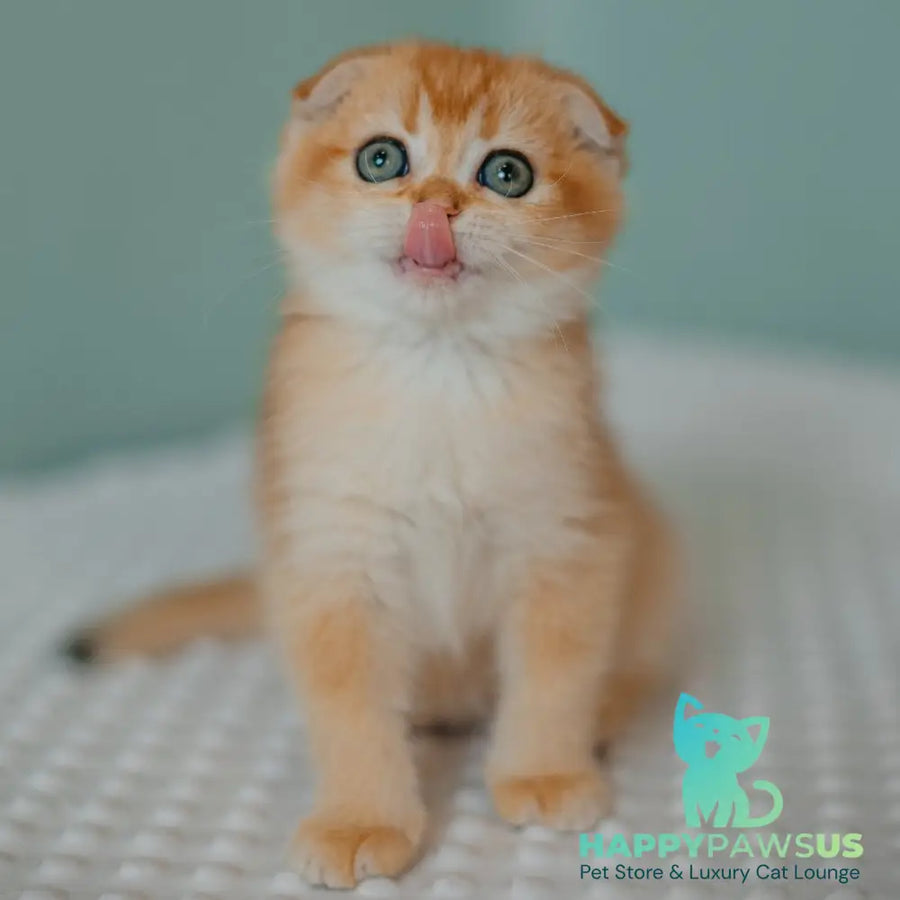 Diora Scottish Fold female black golden chinchilla - live animals