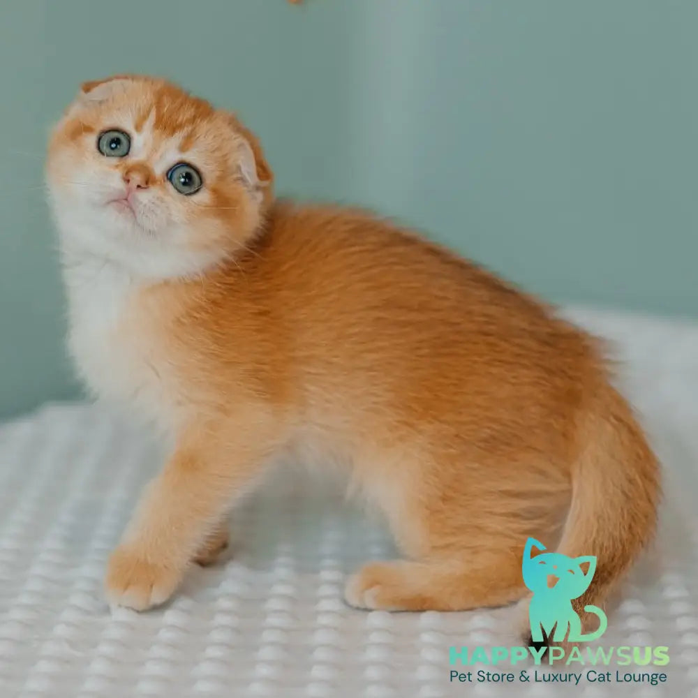 Diora Scottish Fold female black golden chinchilla - live animals