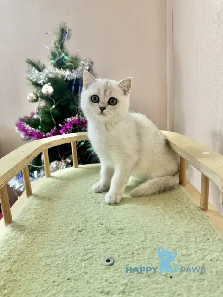 Dipsik British Shorthair male black silver shaded live animals
