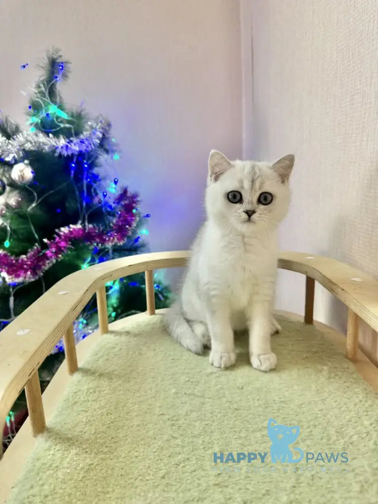 Dipsik British Shorthair male black silver shaded live animals