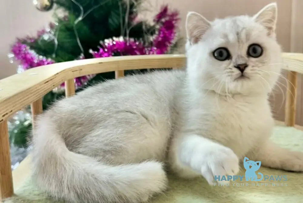 Dipsik British Shorthair male black silver shaded live animals