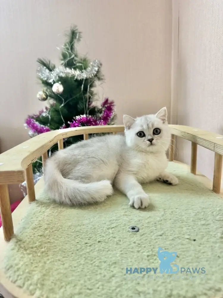 Dipsik British Shorthair male black silver shaded live animals