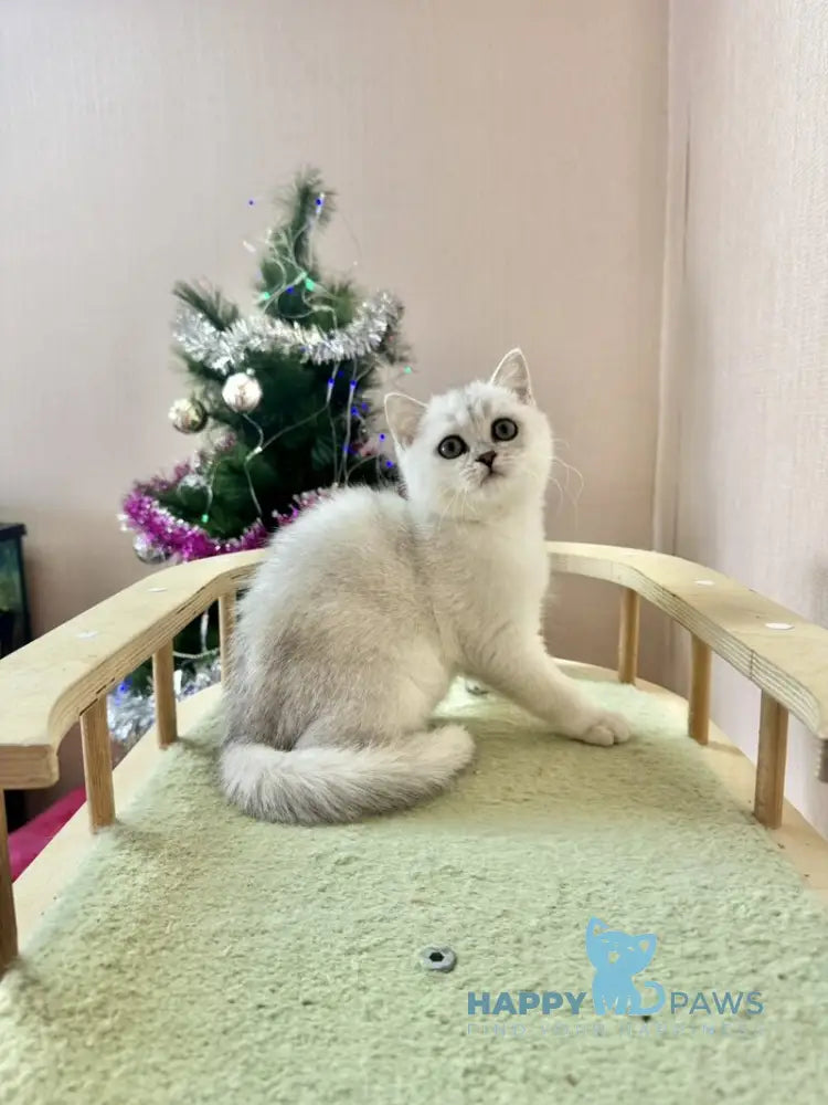 Dipsik British Shorthair male black silver shaded live animals