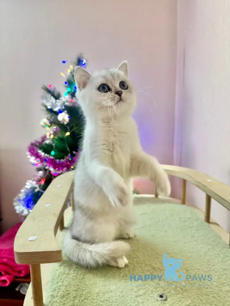 Dipsik British Shorthair male black silver shaded live animals