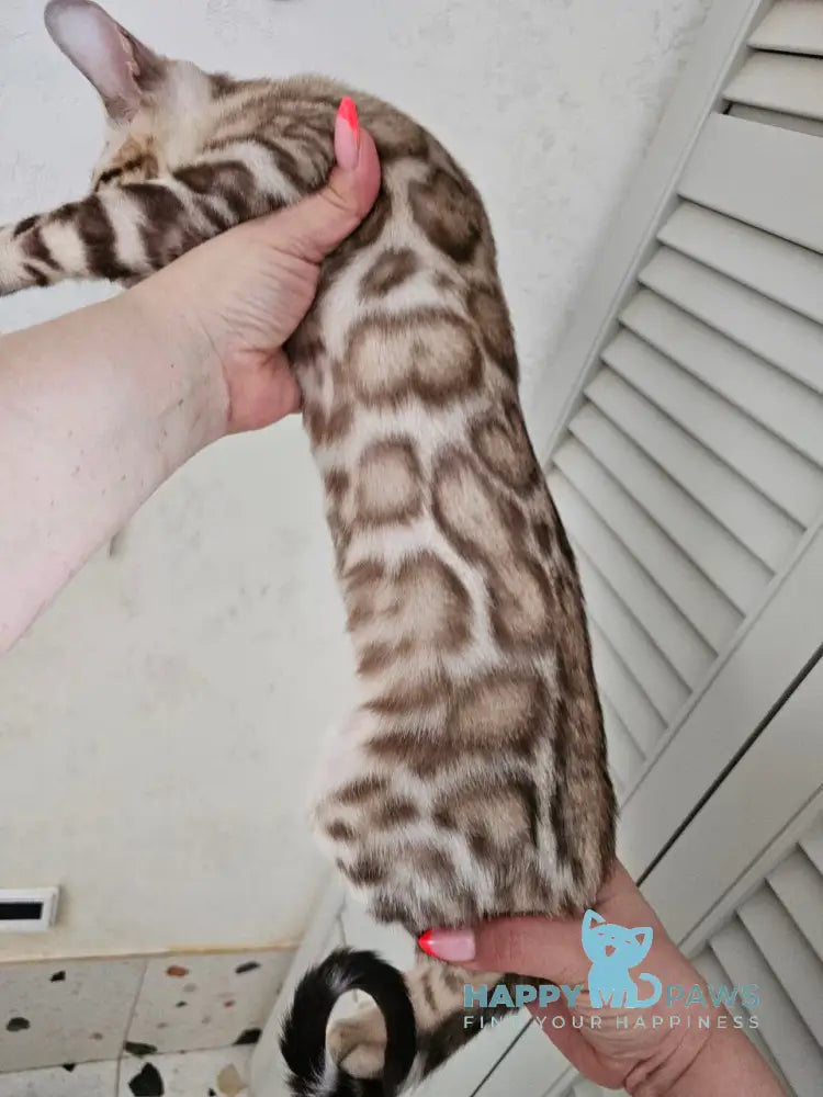 Disel Bengal male sepia spotted tabby Final Balance live animals