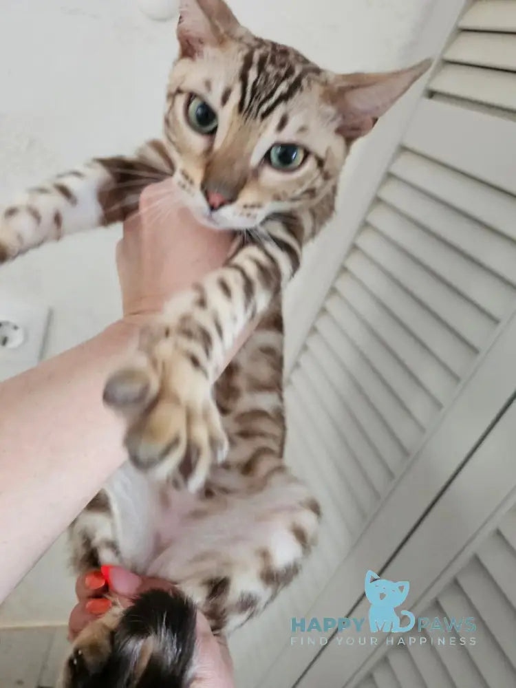 Disel Bengal male sepia spotted tabby Final Balance live animals
