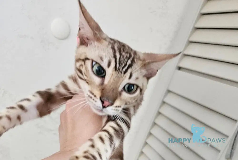 Disel Bengal male sepia spotted tabby Final Balance live animals