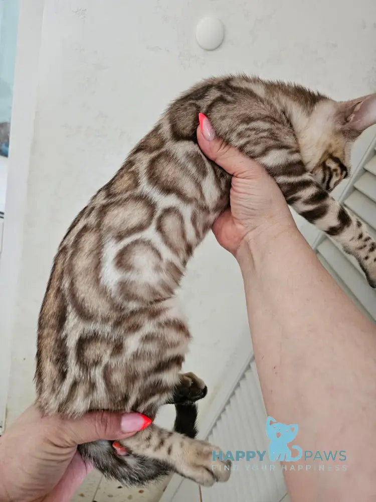 Disel Bengal male sepia spotted tabby Final Balance live animals