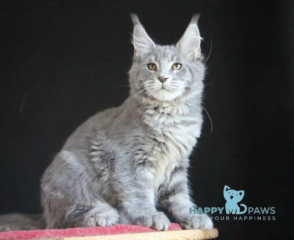 Disko Maine Coon male polydactyl blue tabby live animals