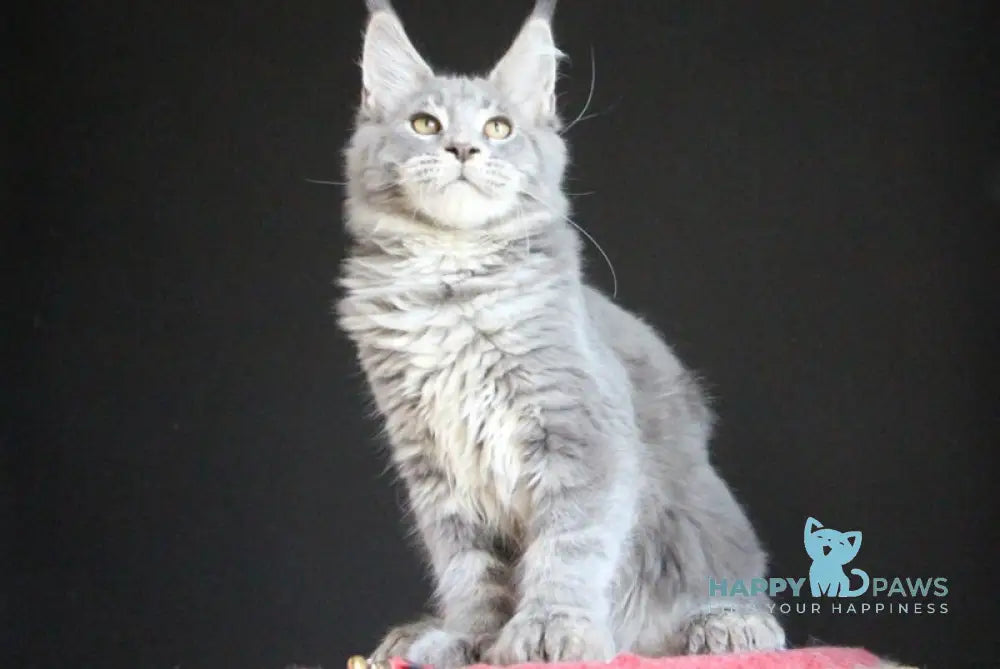 Disko Maine Coon male polydactyl blue tabby live animals