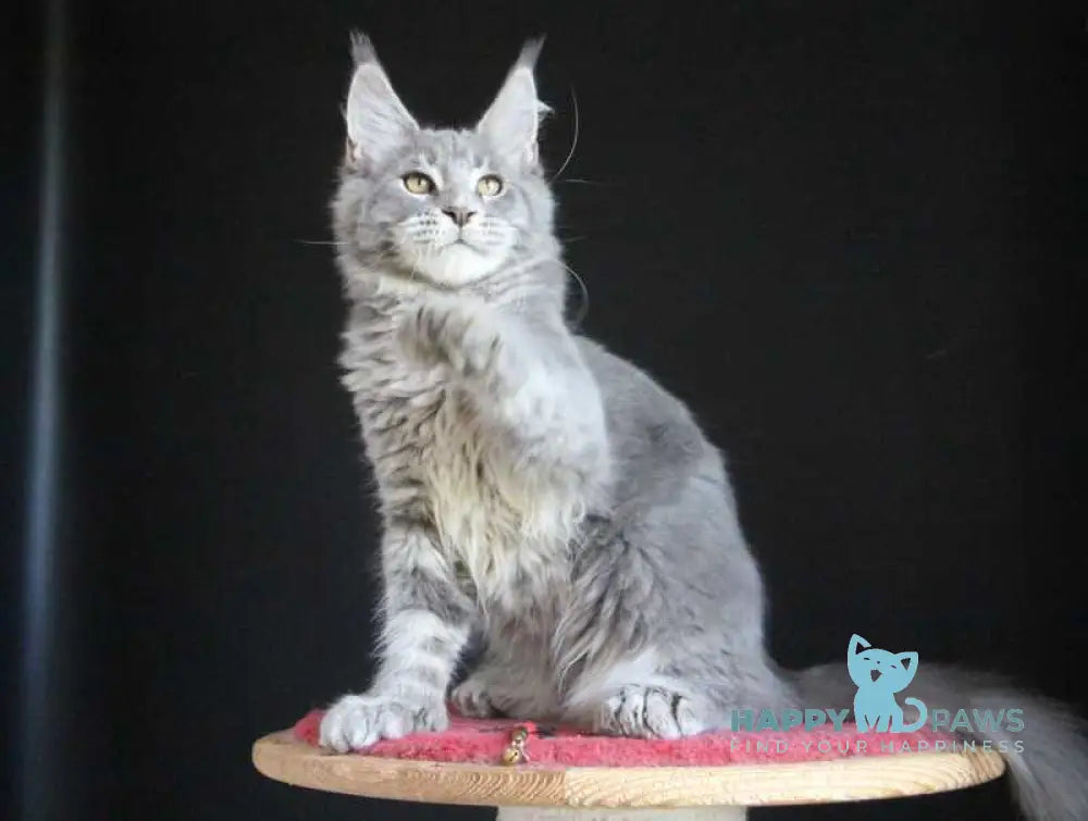 Disko Maine Coon male polydactyl blue tabby live animals