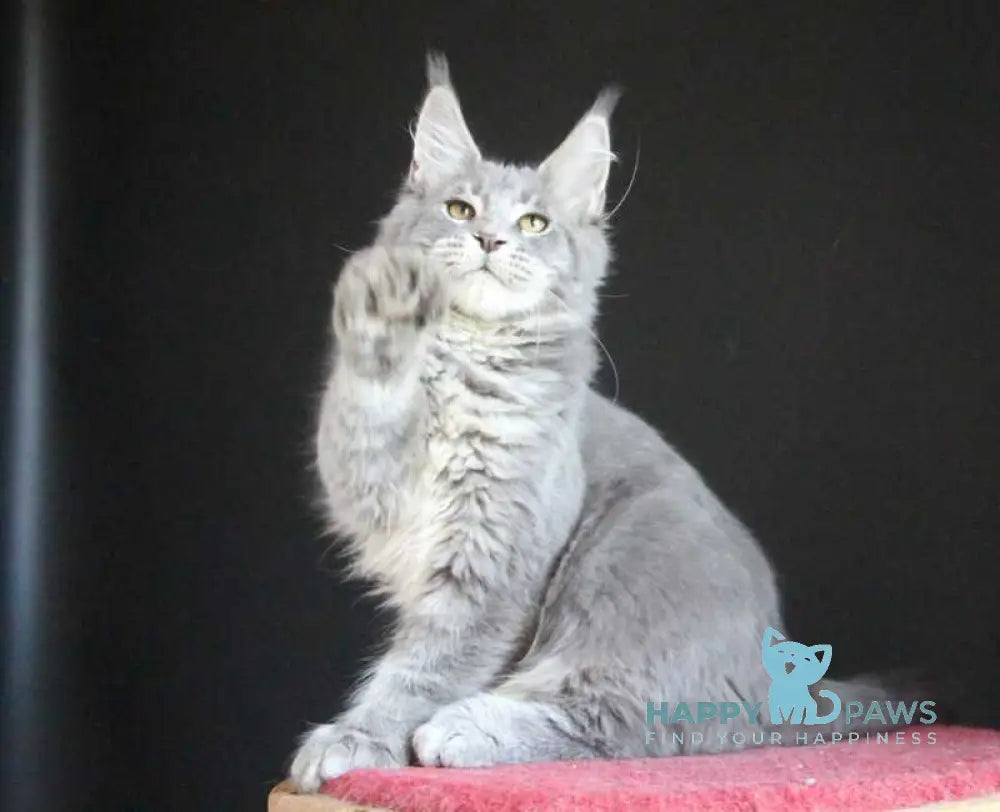 Disko Maine Coon male polydactyl blue tabby live animals