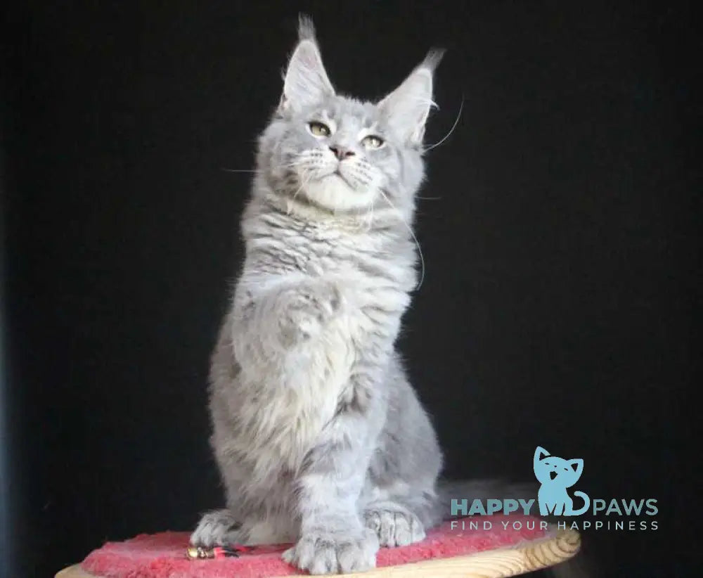 Disko Maine Coon male polydactyl blue tabby live animals