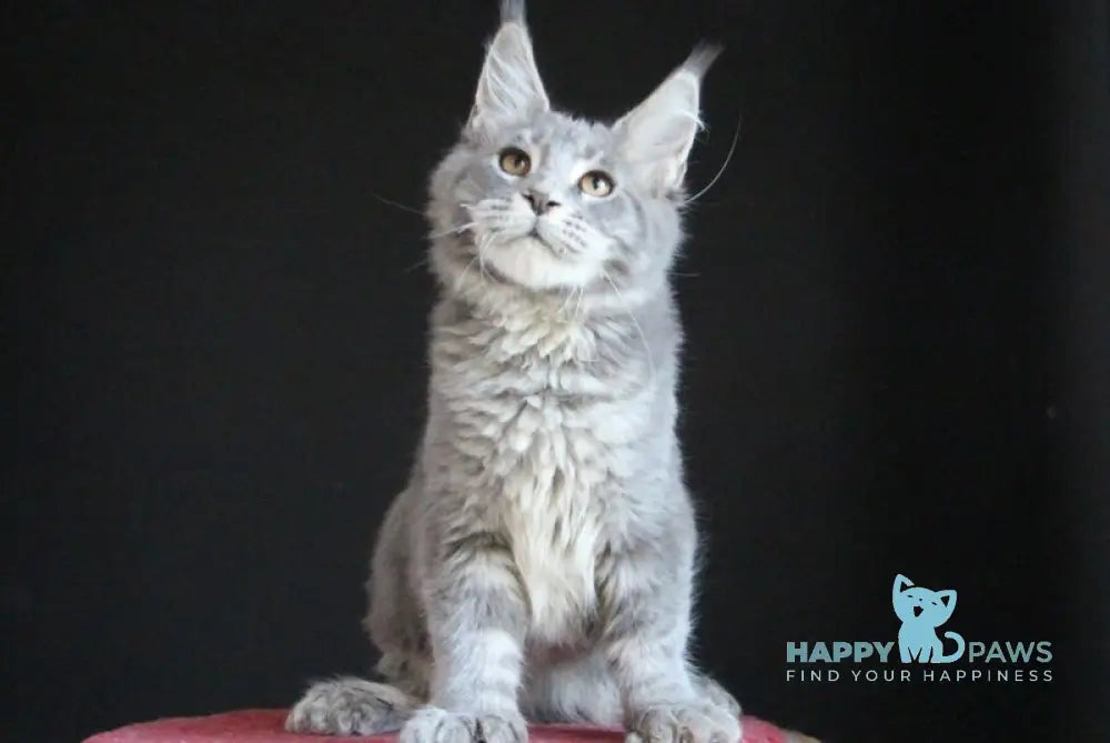 Disko Maine Coon male polydactyl blue tabby live animals