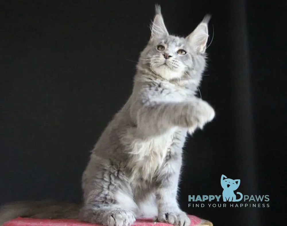 Disko Maine Coon male polydactyl blue tabby live animals