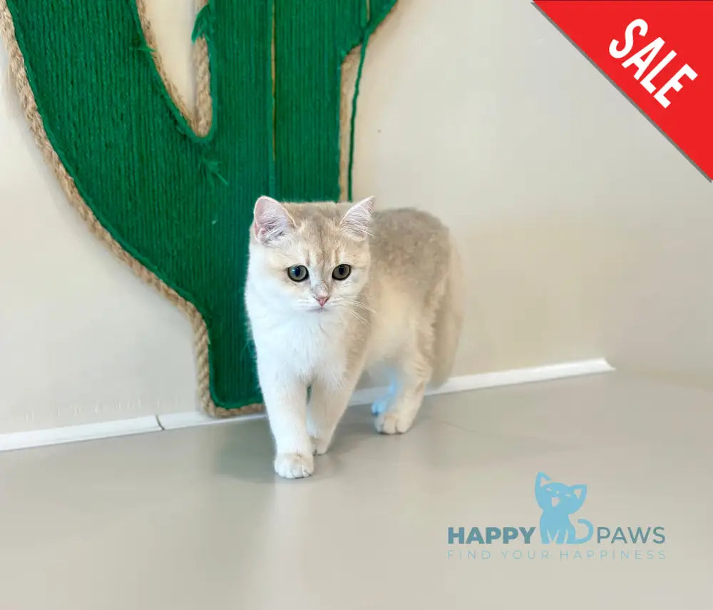 Diva British Shorthair female blue golden chinchilla - live animals