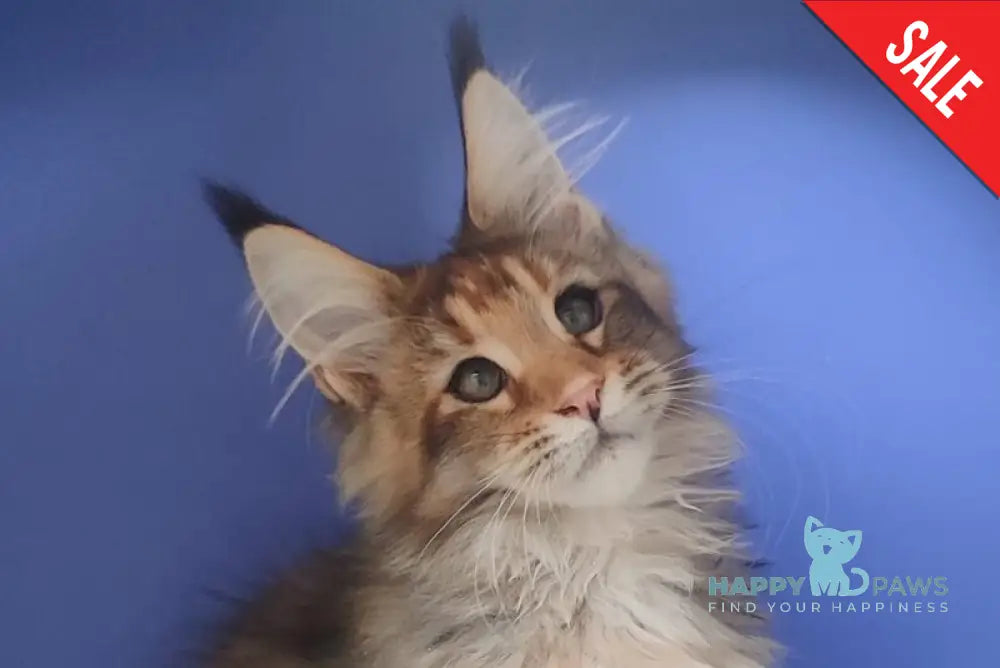 Diva Maine Coon female black tortie ticked tabby live animals