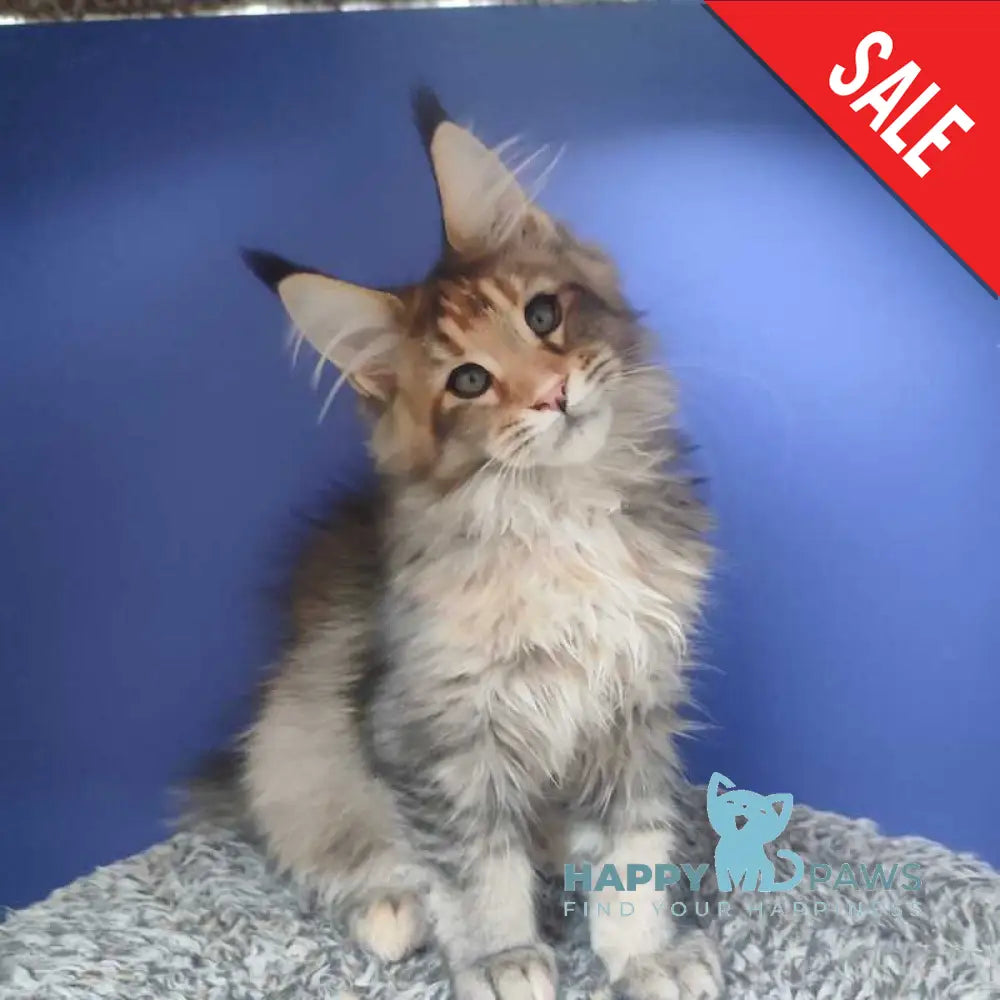Diva Maine Coon female black tortie ticked tabby live animals
