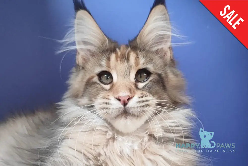 Diva Maine Coon female black tortie ticked tabby live animals