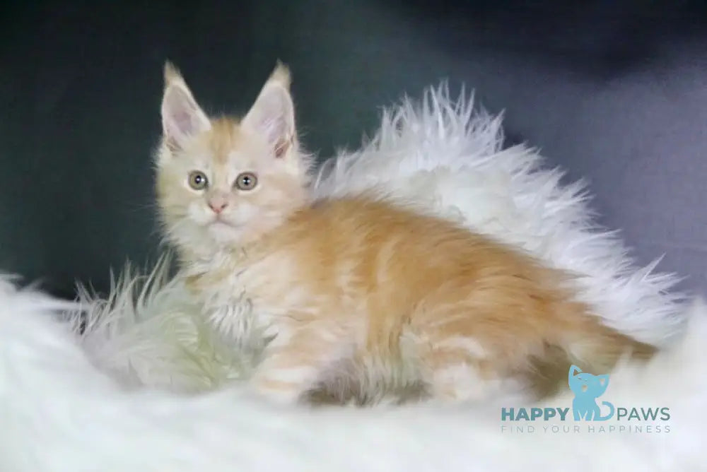 Diva Maine Coon female red silver live animals