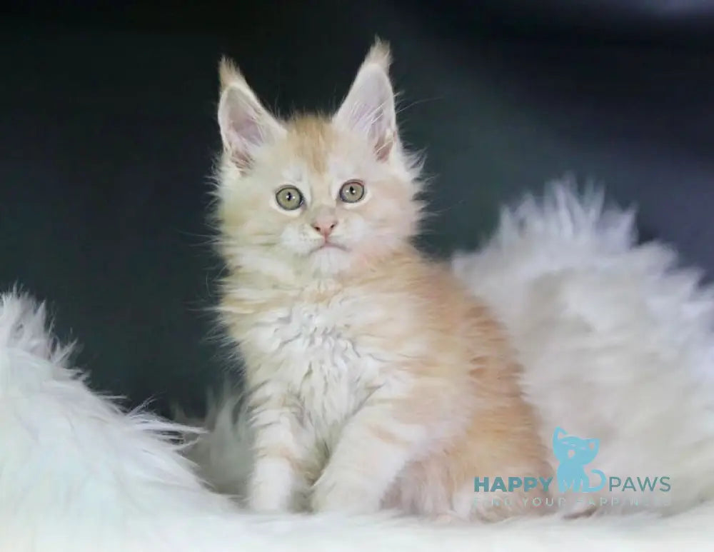 Diva Maine Coon female red silver live animals