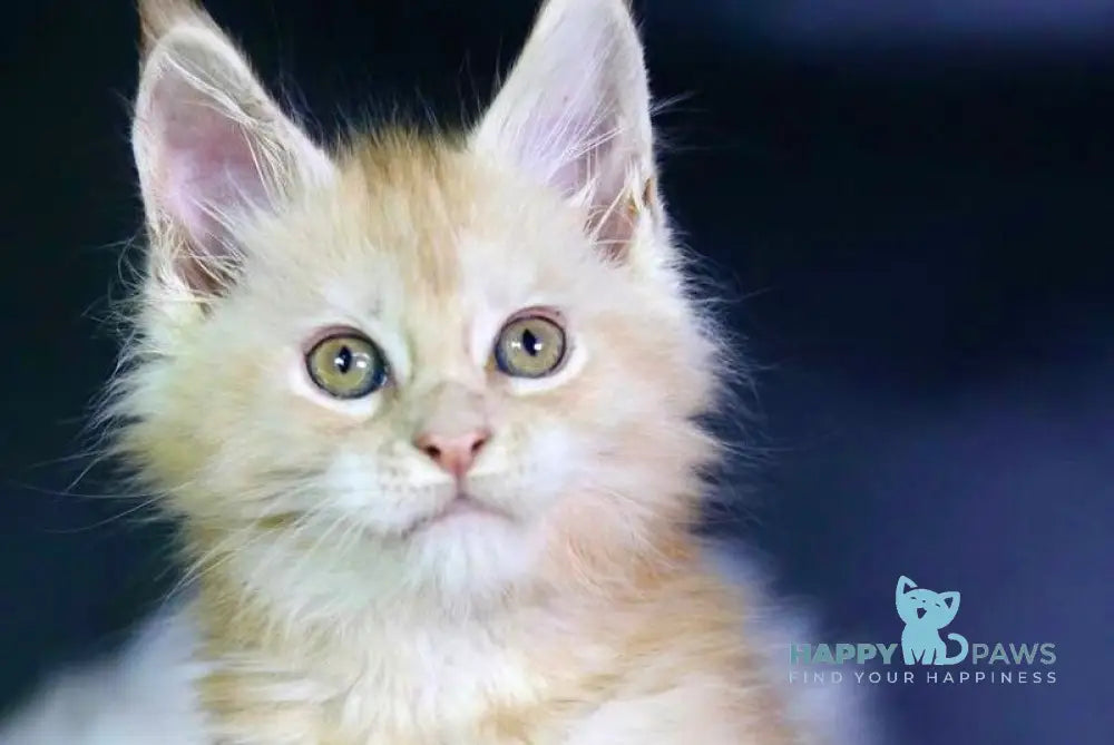 Diva Maine Coon female red silver live animals