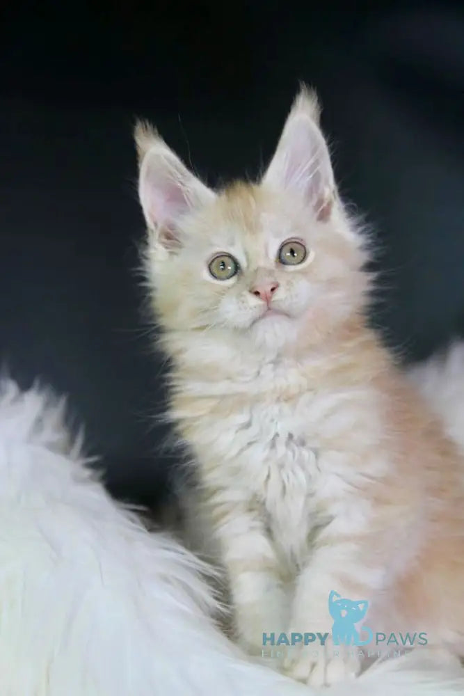 Diva Maine Coon female red silver live animals