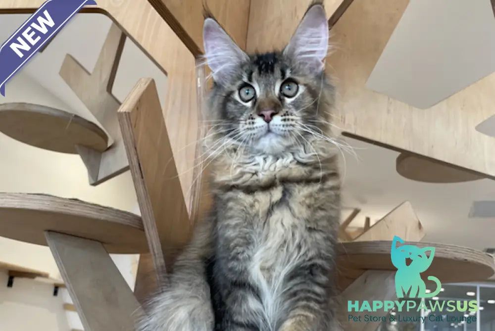Diva Maine Coon female tortie ticked tabby - live animals