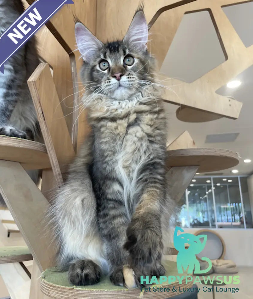 Diva Maine Coon female tortie ticked tabby - live animals