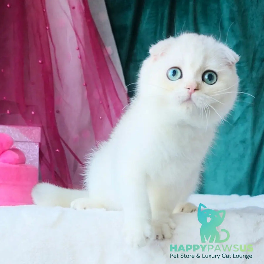 Diva Scottish Fold female black silver chinchilla - live animals