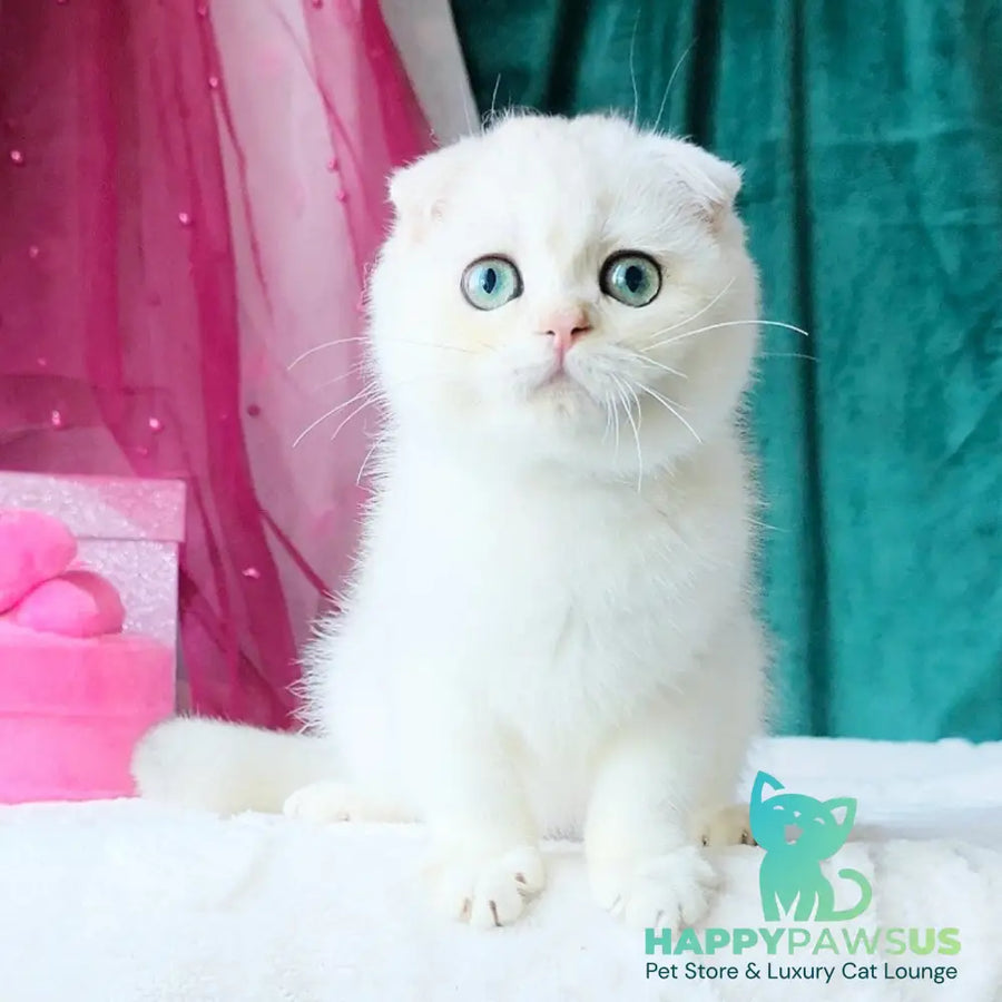Diva Scottish Fold female black silver chinchilla - live animals