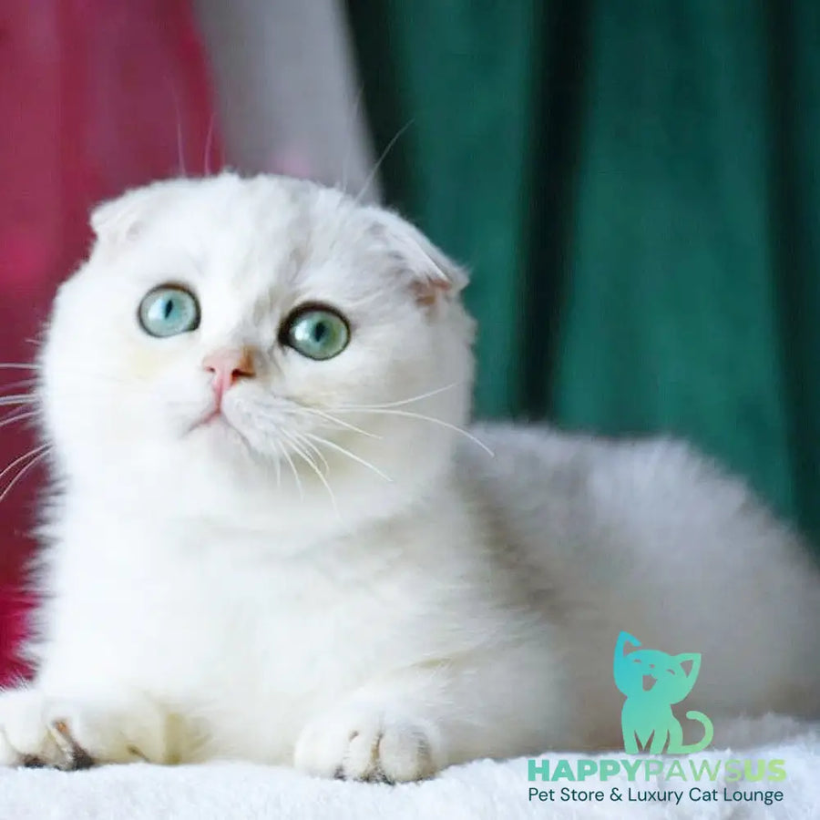 Diva Scottish Fold female black silver chinchilla - live animals