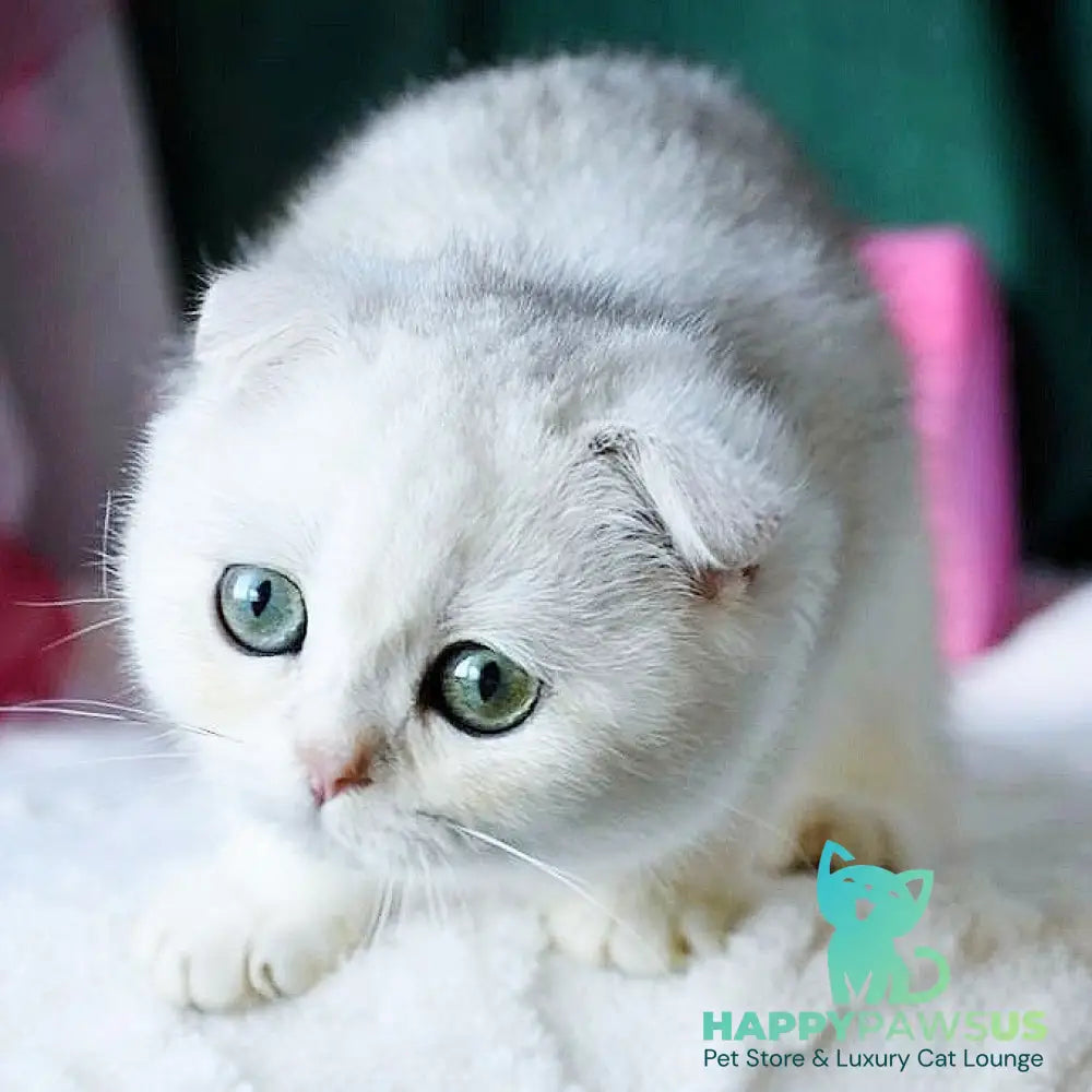 Diva Scottish Fold female black silver chinchilla - live animals
