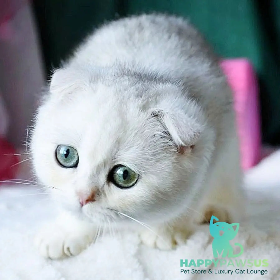 Diva Scottish Fold female black silver chinchilla - live animals