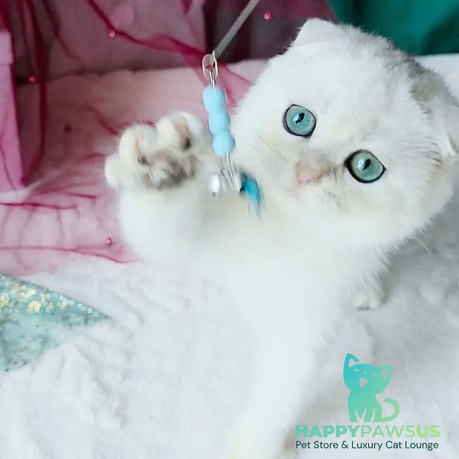 Diva Scottish Fold female black silver chinchilla - live animals