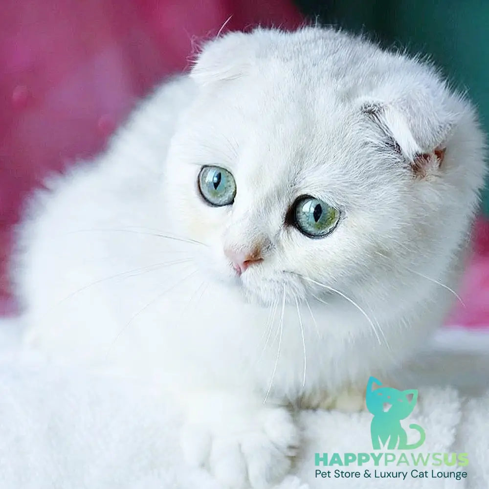 Diva Scottish Fold female black silver chinchilla - live animals