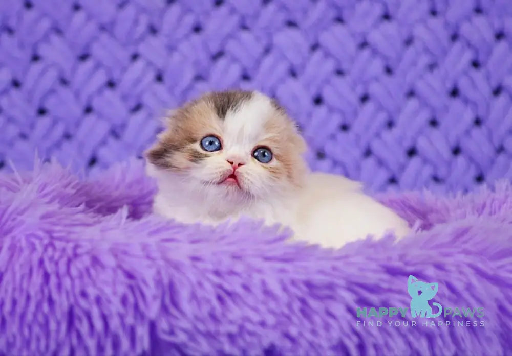 Diva Scottish Fold female blue tortie van live animals