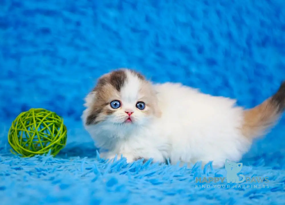 Diva Scottish Fold female blue tortie van live animals