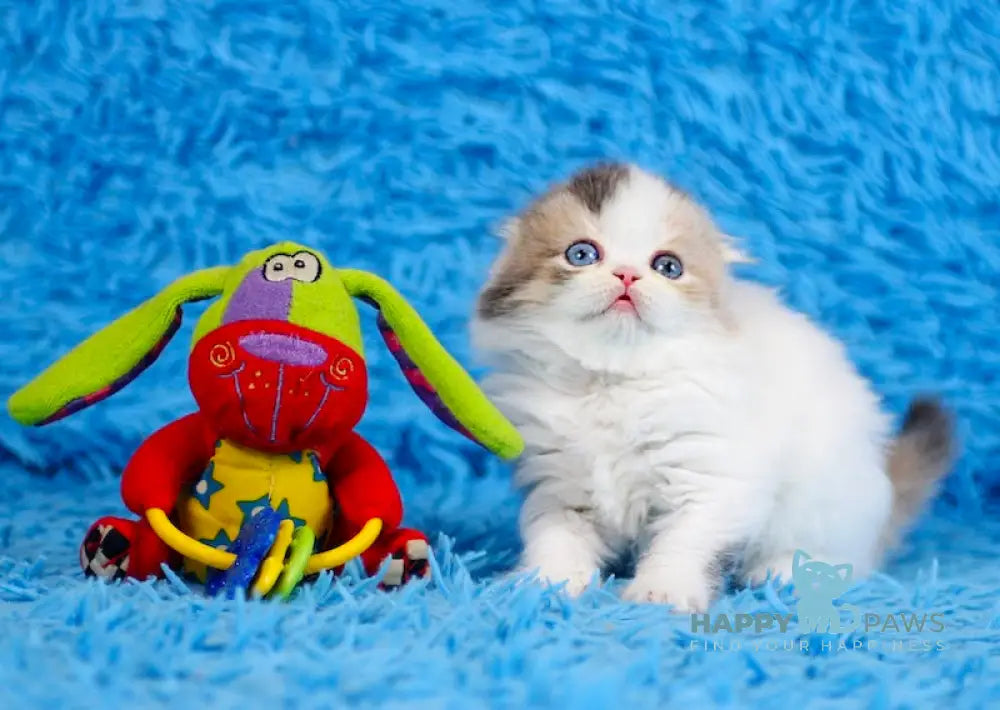 Diva Scottish Fold female blue tortie van live animals