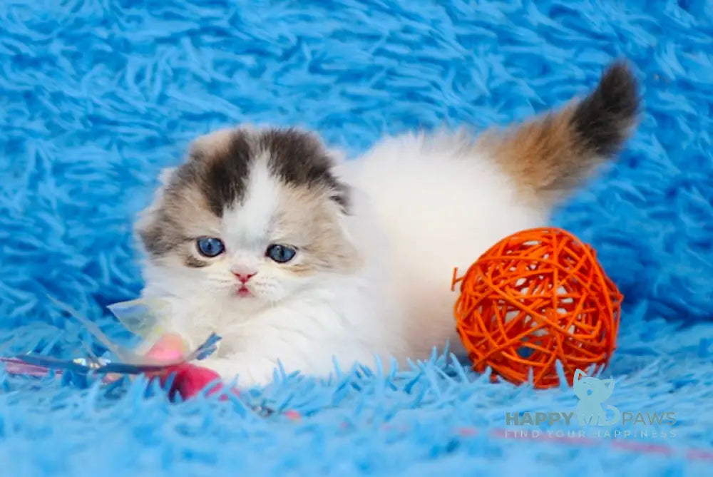 Diva Scottish Fold female blue tortie van live animals