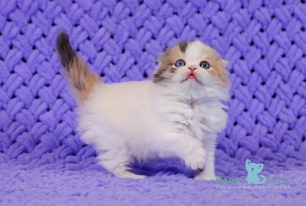 Diva Scottish Fold female blue tortie van live animals