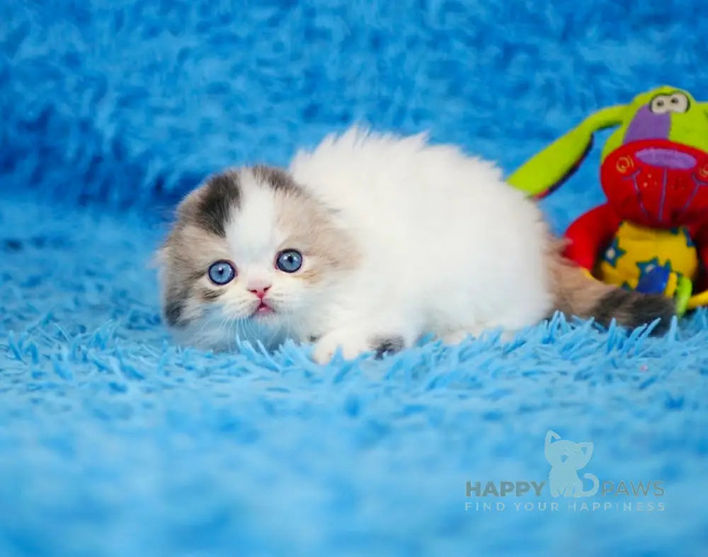 Diva Scottish Fold female blue tortie van live animals