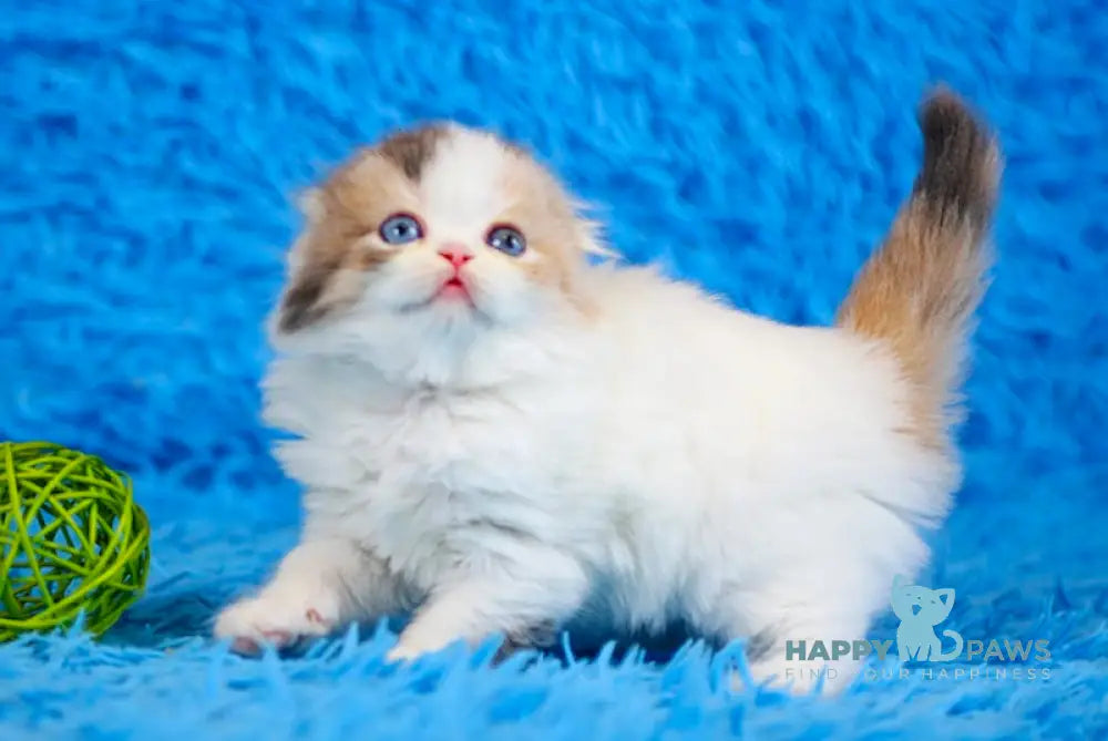 Diva Scottish Fold female blue tortie van live animals