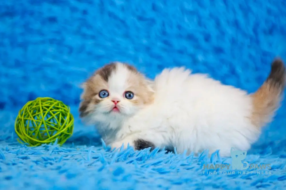 Diva Scottish Fold female blue tortie van live animals