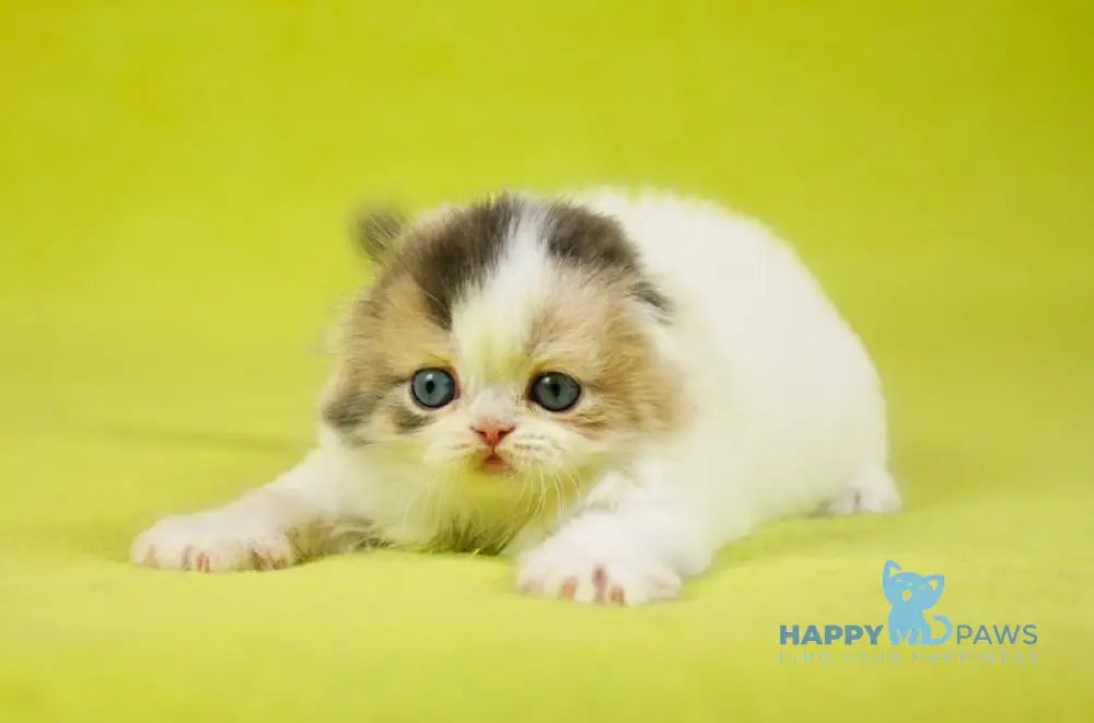 Diva Scottish Fold female blue tortie van live animals